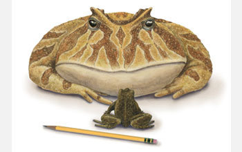 Chunky Frog