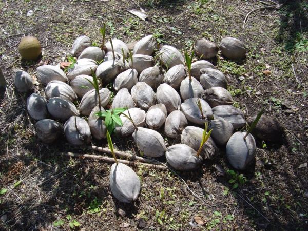 Coconut Palm Plant Care
