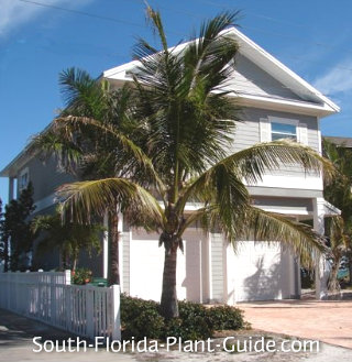 Coconut Palm Plant Care