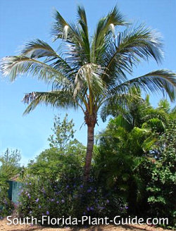 Coconut Palm Plant Care