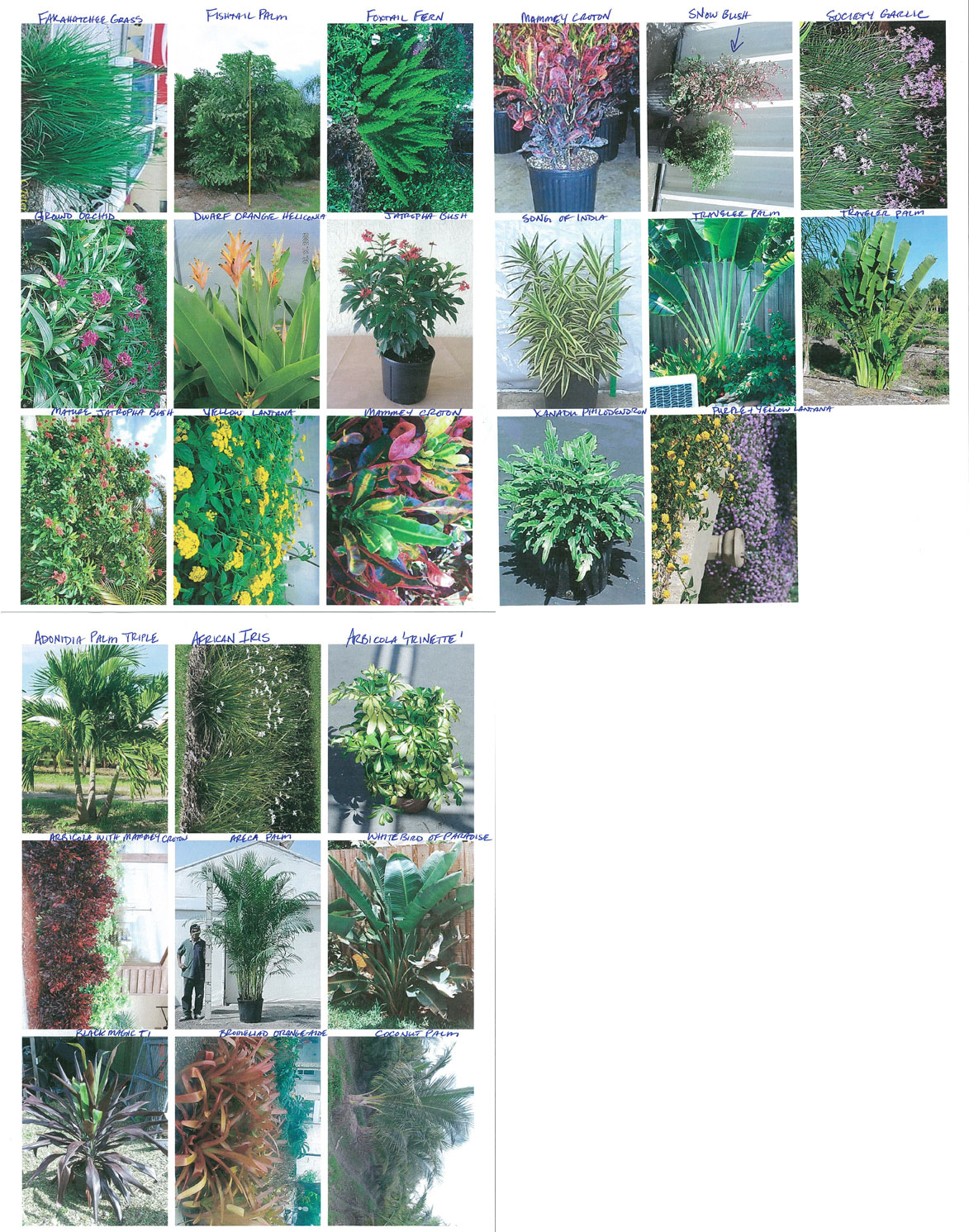 Coconut Palm Plant Care