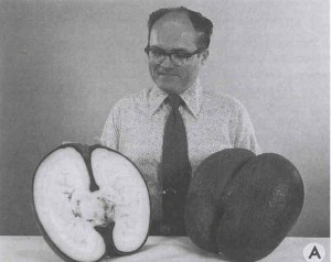 Coconut Palm Plant Care