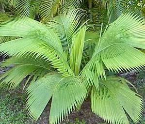 Coconut Palm Plant Care