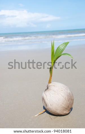 Coconut Palm Tree Seeds