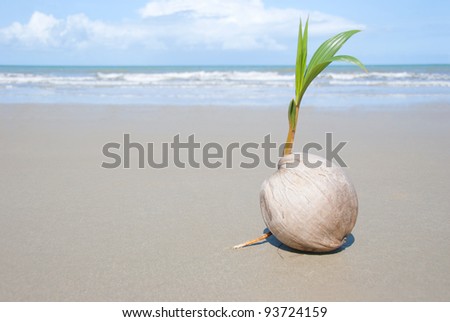 Coconut Palm Tree Seeds