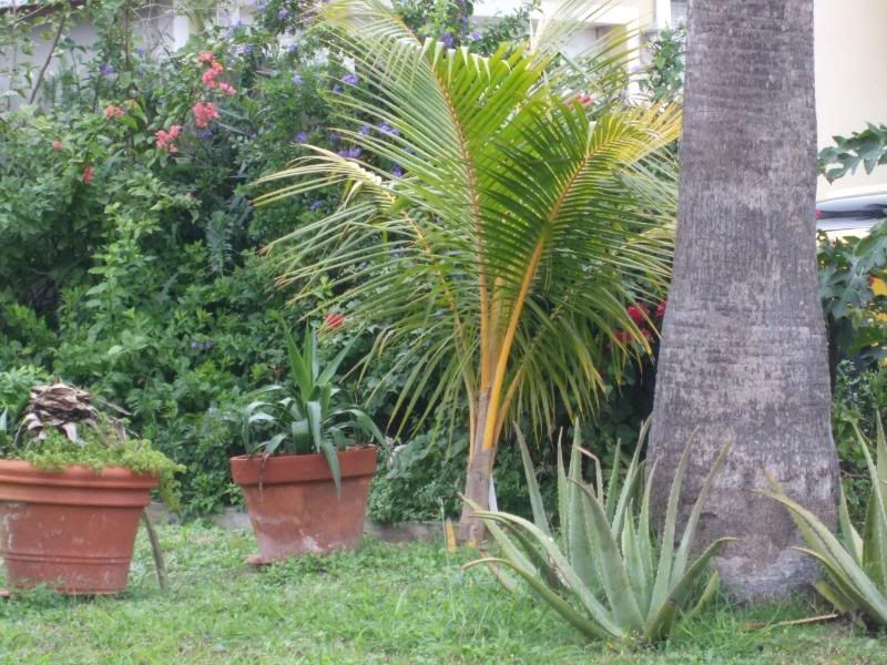 Coconut Palm Trees For Sale In Texas