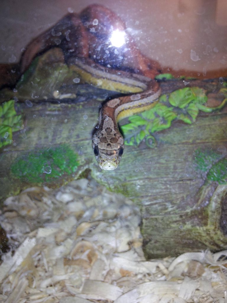 Kathy Love Corn Snakes