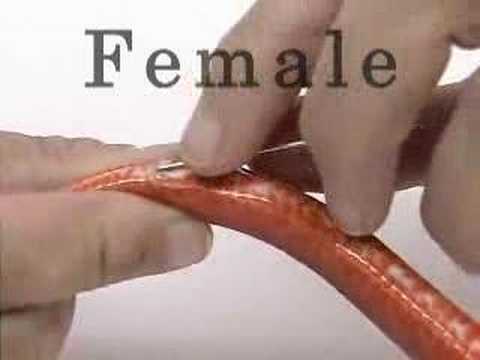 Kathy Love Corn Snakes