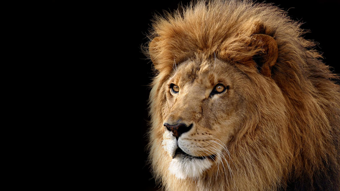 Mac Os X Lion Wallpaper Hd
